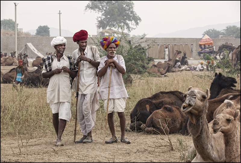 Pushkar Camel Fair Panel- image 5.tif